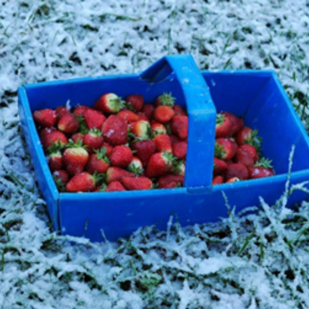 maasikad lumega