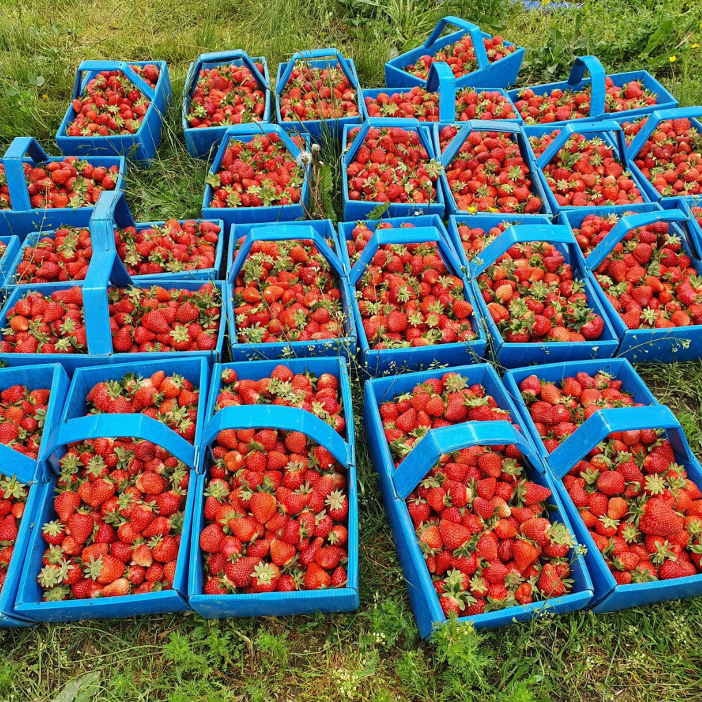 Maasikate müük ja korjamine Eestis