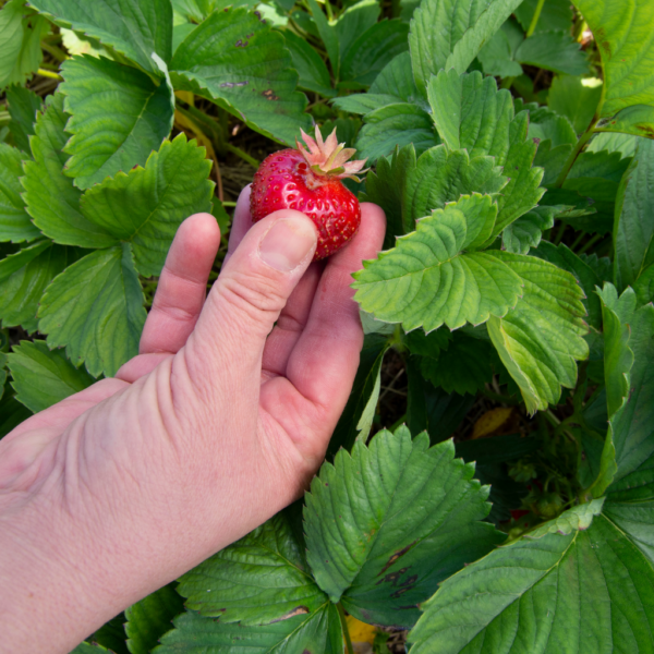 maasikad eestis