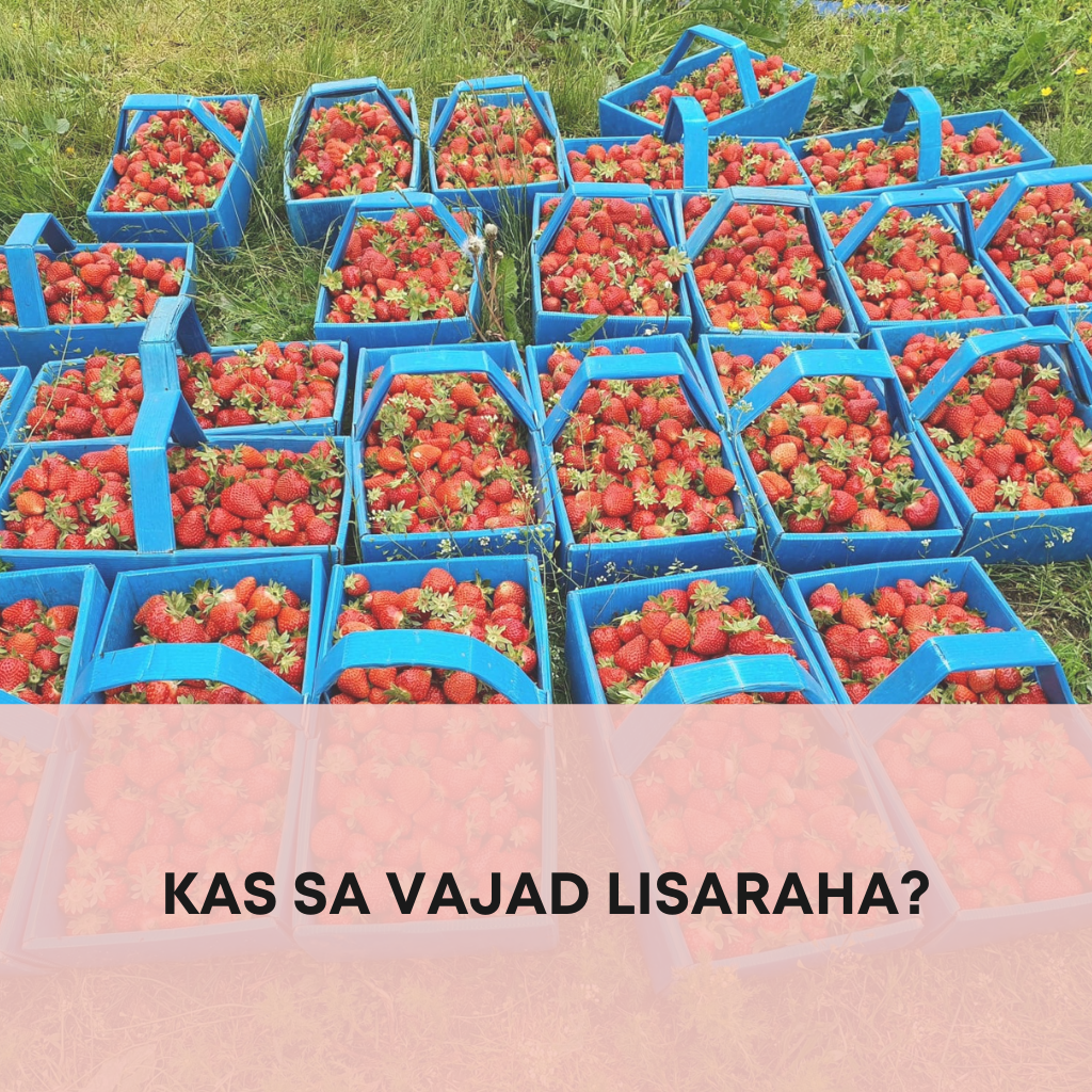 maasikate korjamine, lisaraha, maasikad, maasikate müük