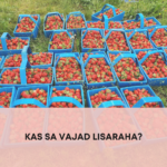 maasikate korjamine, lisaraha, maasikad, maasikate müük